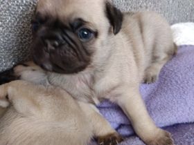 Mopswelpen aus Familienaufzucht – gesund & sozialisiert (Freie Auswahl)