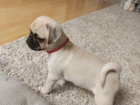 ❤️ 🐾 Letzter Welpe aus dem Wurf – Süßer Mops-Rüde Didi, 9 Wochen, geimpft & gechipt 🐾