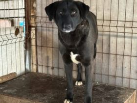 Schwarze Schönheit Minna sucht geduldiges Zuhause