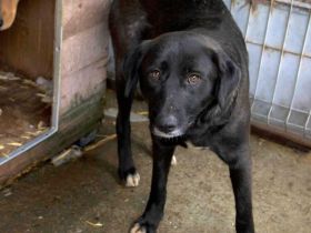 Schwarze Schönheit Minna sucht geduldiges Zuhause