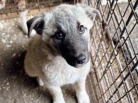Umi - Kleine Lebensentdeckerin sucht ihre Chance