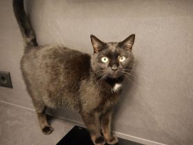 Pumi - Treue Seele sucht dringend ein Zuhause