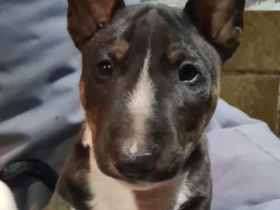 Miniatur Bullterrier Rüden