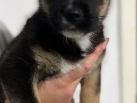 Spike sucht ein Zuhause mit Herz 🐾