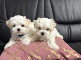 2 Rüde Malteser Welpen suchen liebevolles Zuhause