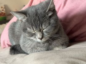 BSH Verspieltes 3 Monate altes Russisch-Blau-Mix-Kätzchen ? Komplettpaket inklusive