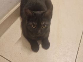 BkH Katze/Kitten  ca.20 Wochen (Schwarz Weiblich)