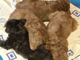 4 süße Mischlingswelpen