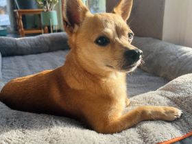 Treuer Chihuahua sucht Ruhepol