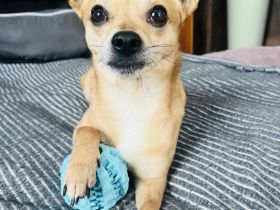 Treuer Chihuahua sucht Ruhepol