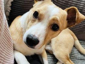 Aktiver Mischling will die Welt entdecken