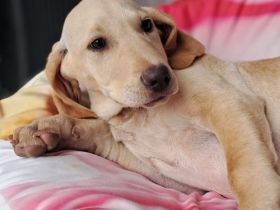Geschwisterwelpen Malou (weiblich) Stella (weiblich) und Fleur (weiblich) / derzeit in Griechenland