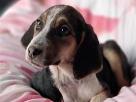 Geschwisterwelpen Foxy (weiblich) & Frieda (weiblich) derzeit noch in Griechenland
