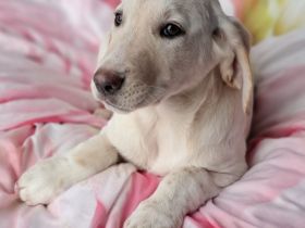 Welpengeschwister Simba (männlich) und Abby (weiblich) / derzeit noch in Griechenland