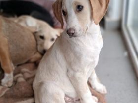 Geschwisterwelpen Marley (männlich) & Zia (weiblich) & Malou (weiblich) derzeit noch in Griechenland