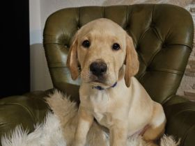 Labradorwelpen 2 Zuckersüße