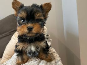🐶 Mini Yorkshire Terrier Welpen – liebevoll & kleinbleibend 🖤🤎