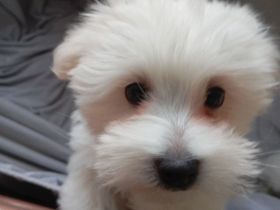 In gute Hände abzugeben