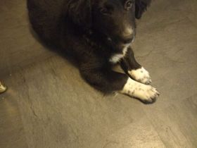 Rio sucht sein für immer