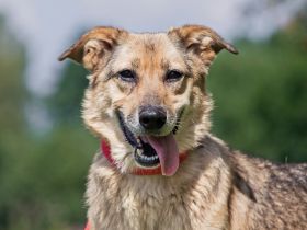 Die liebe und freundliche Zara wünscht sich schon lange ein Zuhause