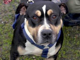 Nadel im Heuhaufen für hübsche Zissy gesucht