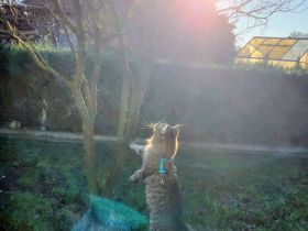 Xl Main coon kitten suchen Zuhause für immer Ende März