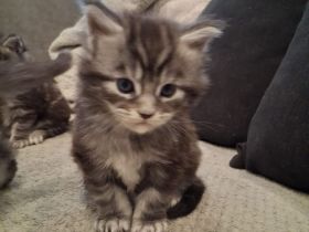 Xl Main coon  2 Kitten suchen Zuhause für immer Ende März