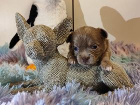 Süße Chihuahua Welpen