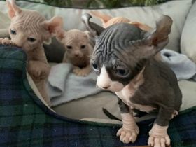 Sphynx Kitten mit Schnurrhaare/Tasthaare und Stammbaum