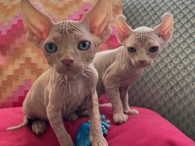 Sphynx Kitten mit Schnurrhaaren/Tasthaare und Stammbaum