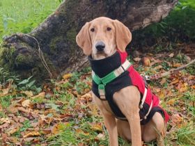 Canella ist eine tolle Mitmachhündin