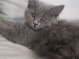 12 Wochen alte Katzen mix bkh bkh zu verkaufen männlich