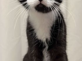 🐾 Ein kleines Katerchen sucht dringend ein liebevolles Zuhause 🐾