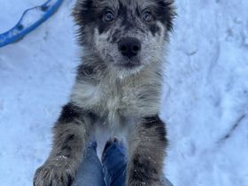 Schäferhund / Australien Shepherd Welpen