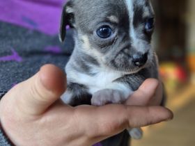 Reinrassige Chihuahuahündin in Blue Tan, Welpe