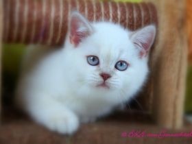 Britischkurzhaarbabys mit Stammbaum