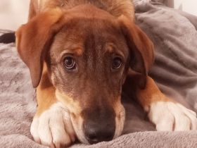 Charlie - großer Herzensbrecher