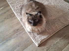 Suche liebevolles Zuhause für meinen verschmusten Kater!