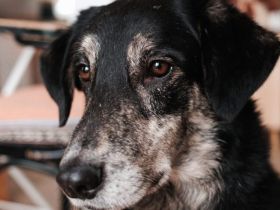 Casper wartet auf dich!