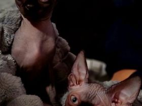 Canadian Sphynx Geschwister Pärchen