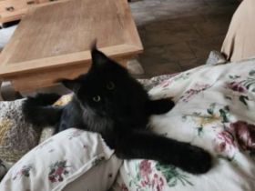 =^..^=Wunderschönes junges Maine Coon Mädchen BLACK mit Stammbaum aus seriöser Zucht =^..^=
