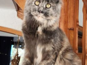 =^..^=Extrem verschmustes junges Maine Coon Mädchen mit Stammbaum aus seriöser Zucht =^..^=