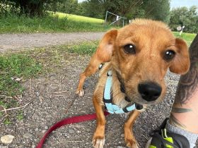 Nelly, Mischling, geb.2024, will noch viel lernen