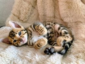 Reinrassige Bengal Kitten
