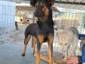 Athena sucht ihr Für-immer-Zuhause