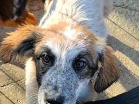 Lotta sucht ihr Für-immer-Zuhause