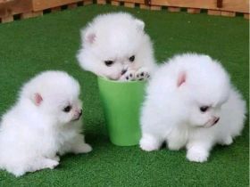 Wir verkaufen Pomeranian-Welpen.