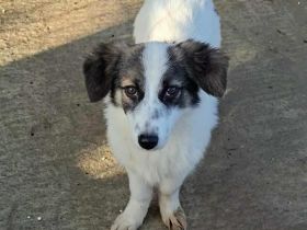 Pünktchen sucht ihr Für-immer-Zuhause