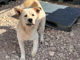 Über Kaya – ein bisquitt Knicköhrchen