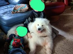 Über Aisa freundliche Samojedenhündin 5 Jahre sehr verschmust